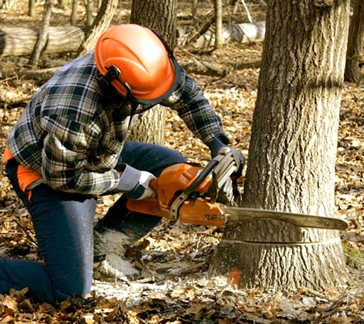 Tree Removal in Prospect, OH